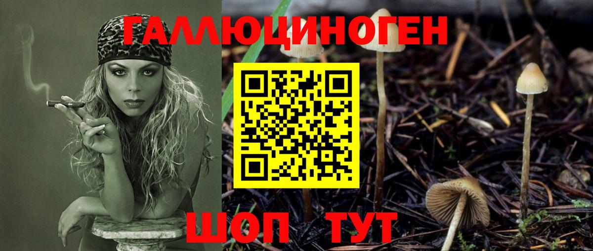 Галлюциногенные грибы Psilocybine cubensis Великий Новгород